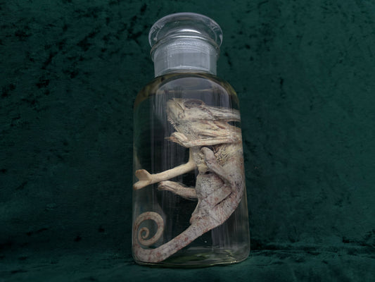 Chameleon Wet Specimen