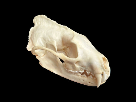 Fisher Skull - Male