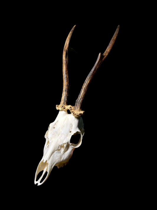 Roebuck Skull