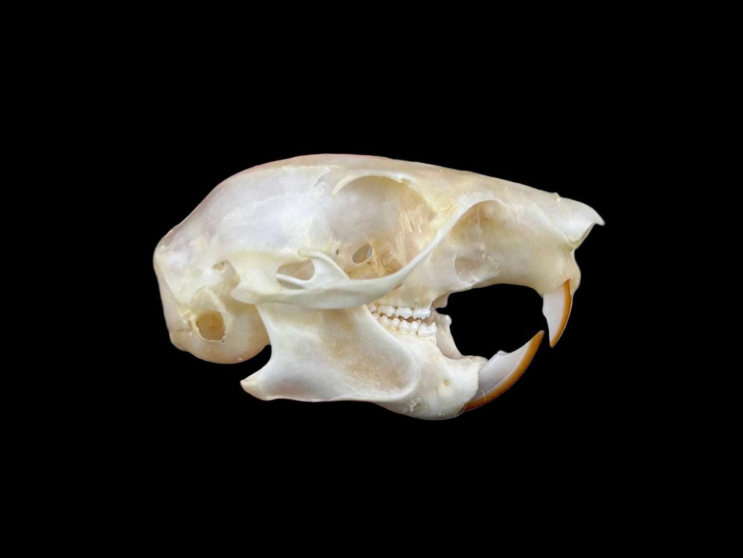 Red Squirrel Skull