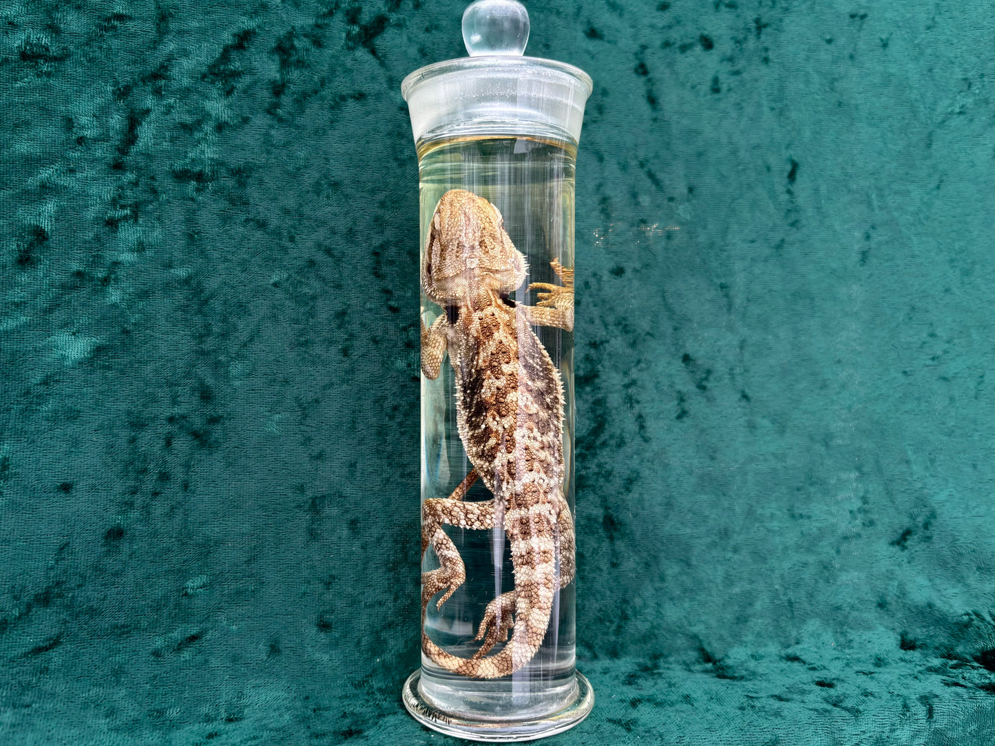 Bearded Dragon Wet Specimen