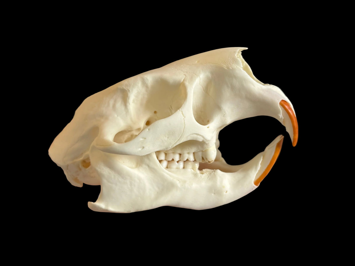 North American Porcupine Skull
