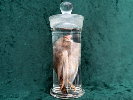Bird Wet Specimen