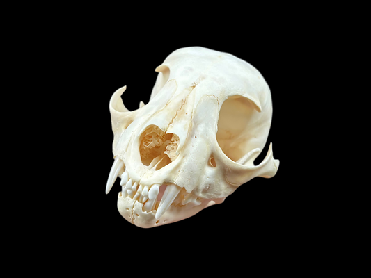 Canadian Lynx Skull - Juvenile