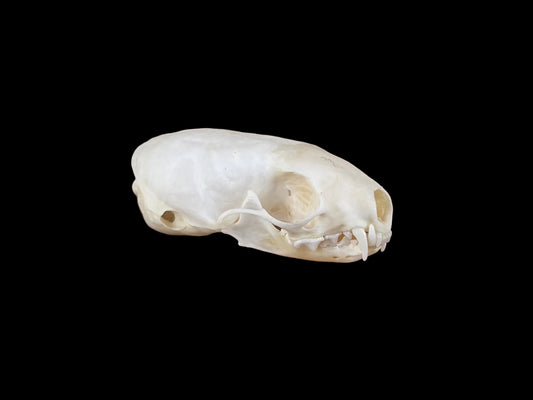 Least Weasel Skull