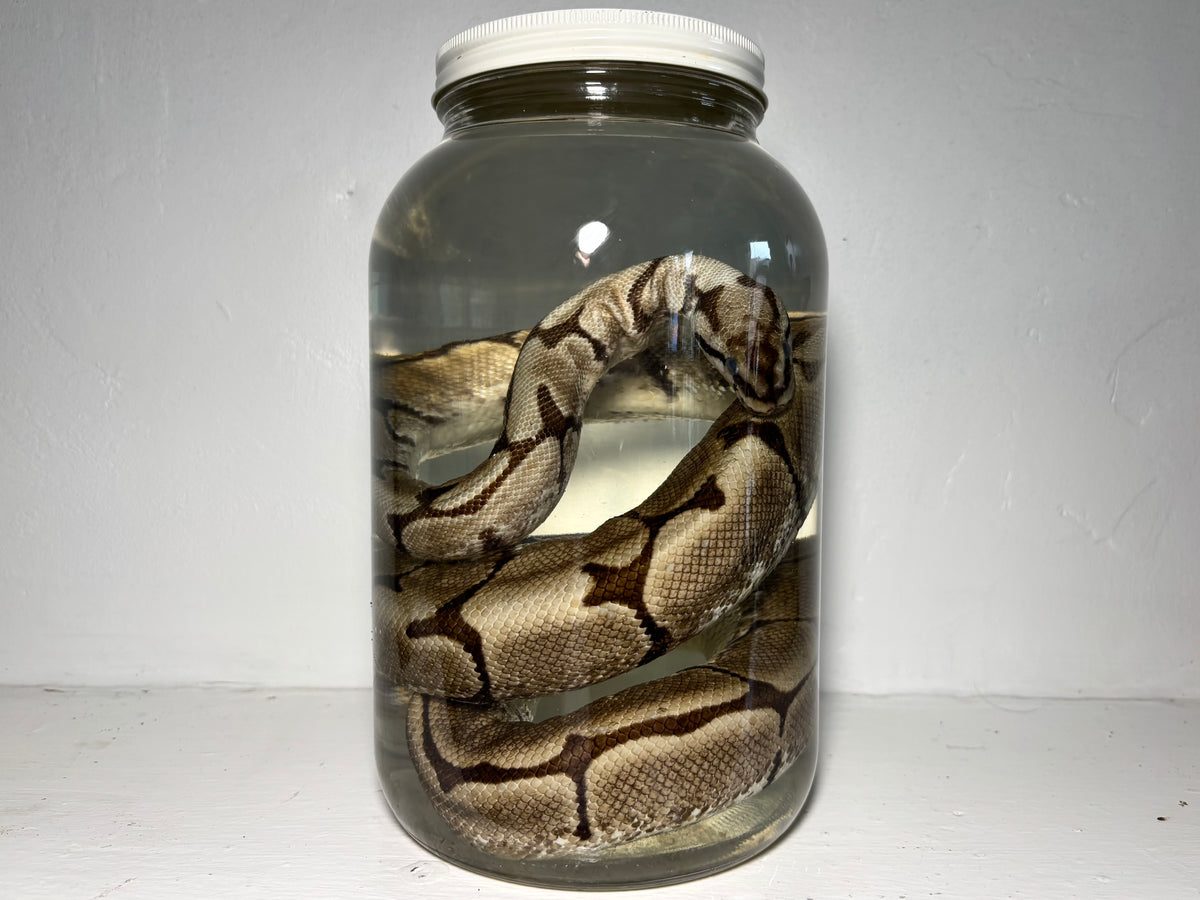 XL Ball Python Wet Specimen