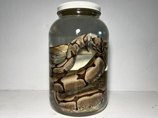 XL Ball Python Wet Specimen