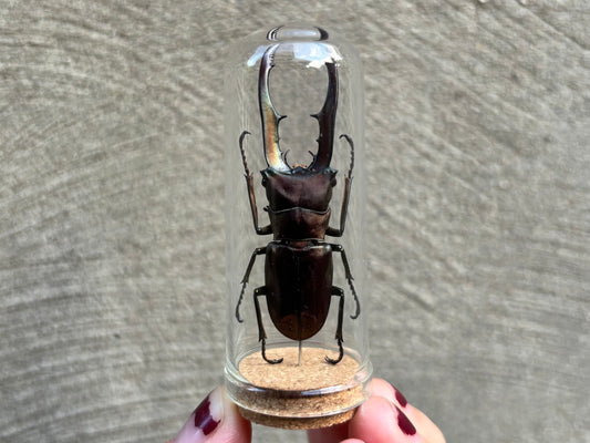 Metallic Stag Beetle