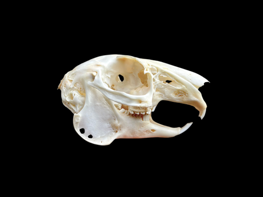Snowshoe Hare Skull