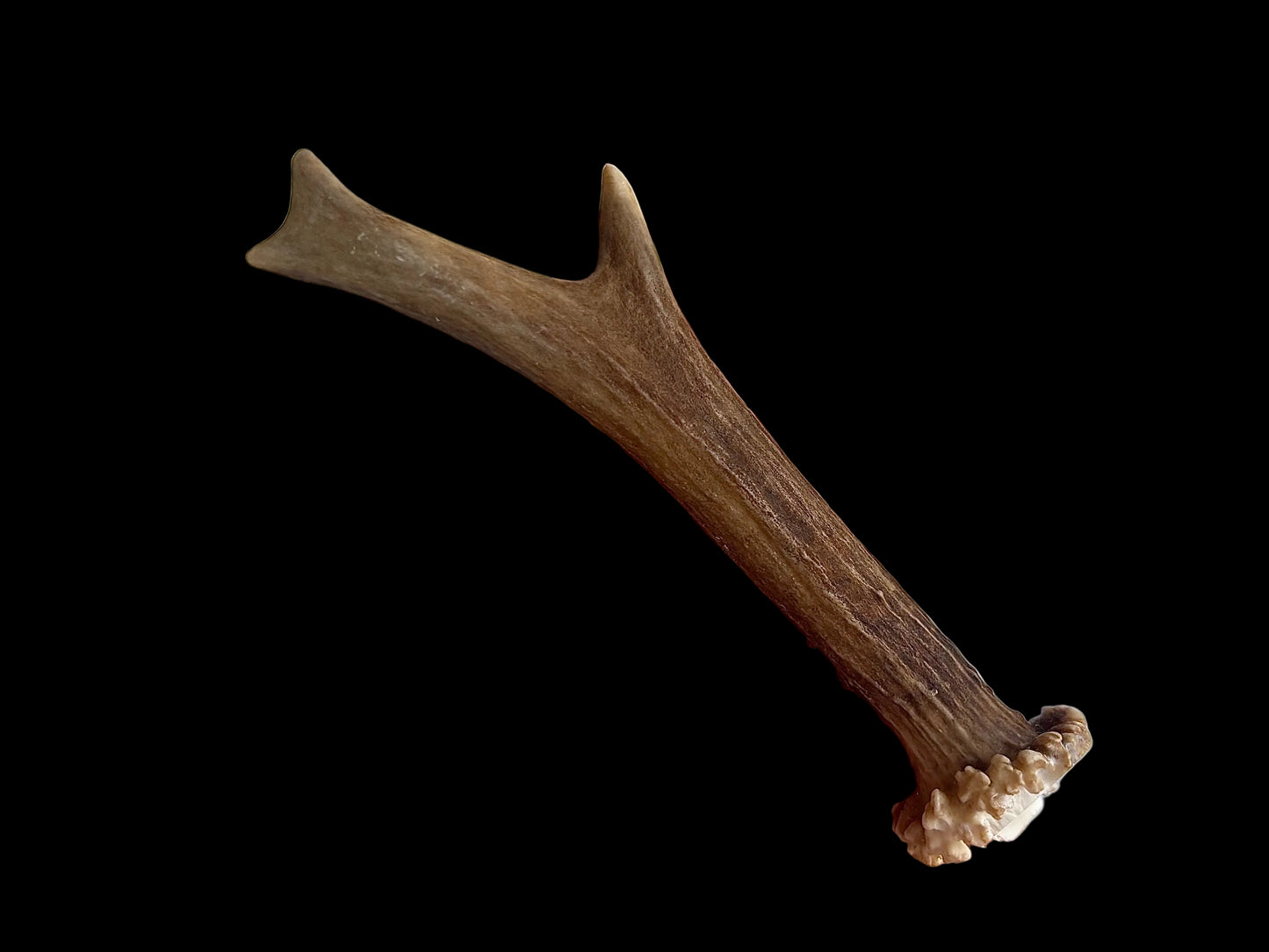 Roe Deer Antler - Small