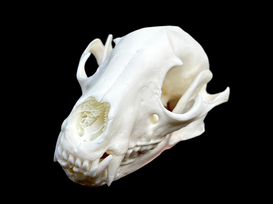 Raccoon Skull