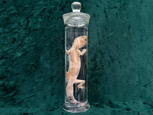Leopard Gecko Wet Specimen