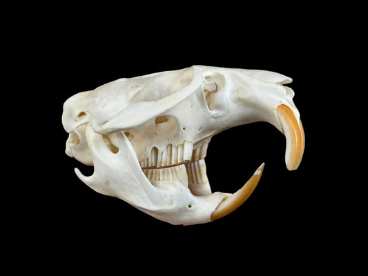 Muskrat Skull