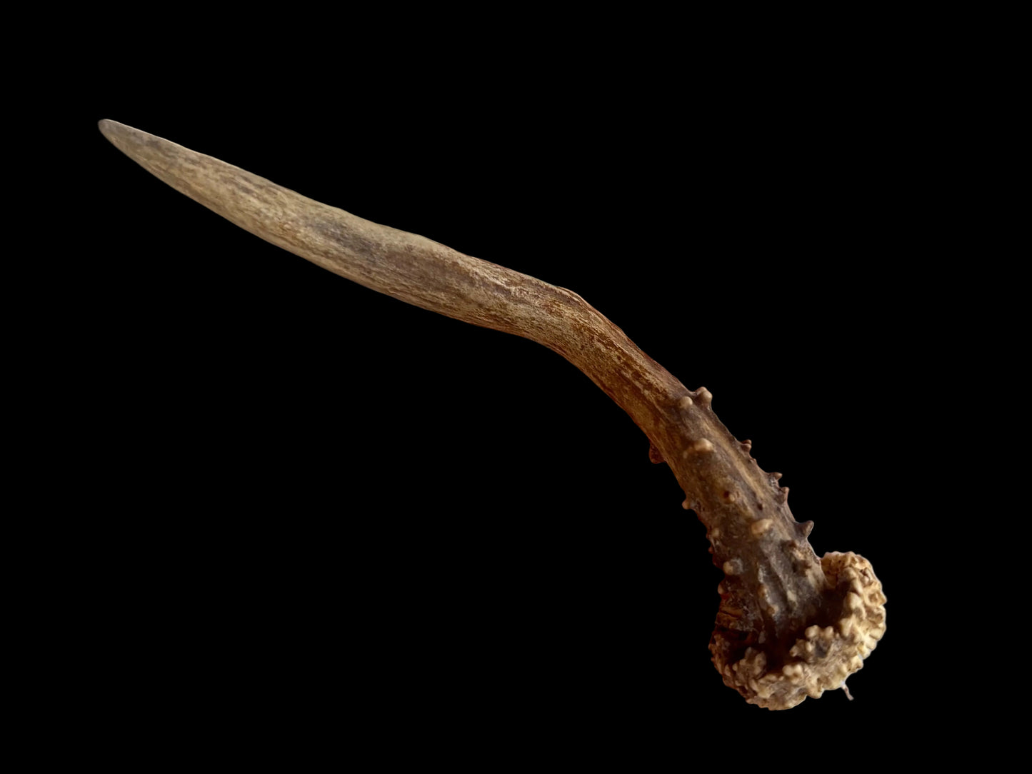 Roe Deer Antler - Small