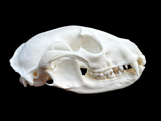Raccoon Skull