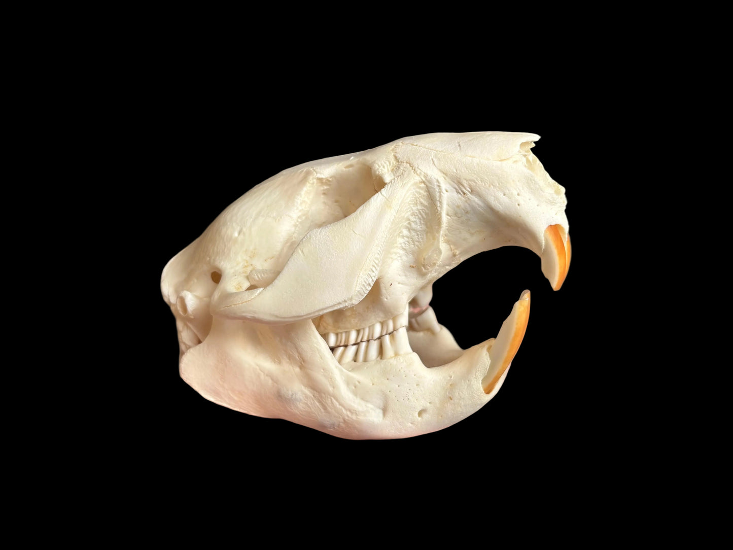 North American Beaver Skull - Small