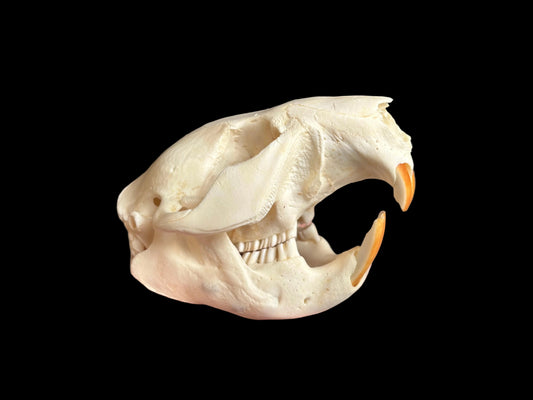 North American Beaver Skull - Small