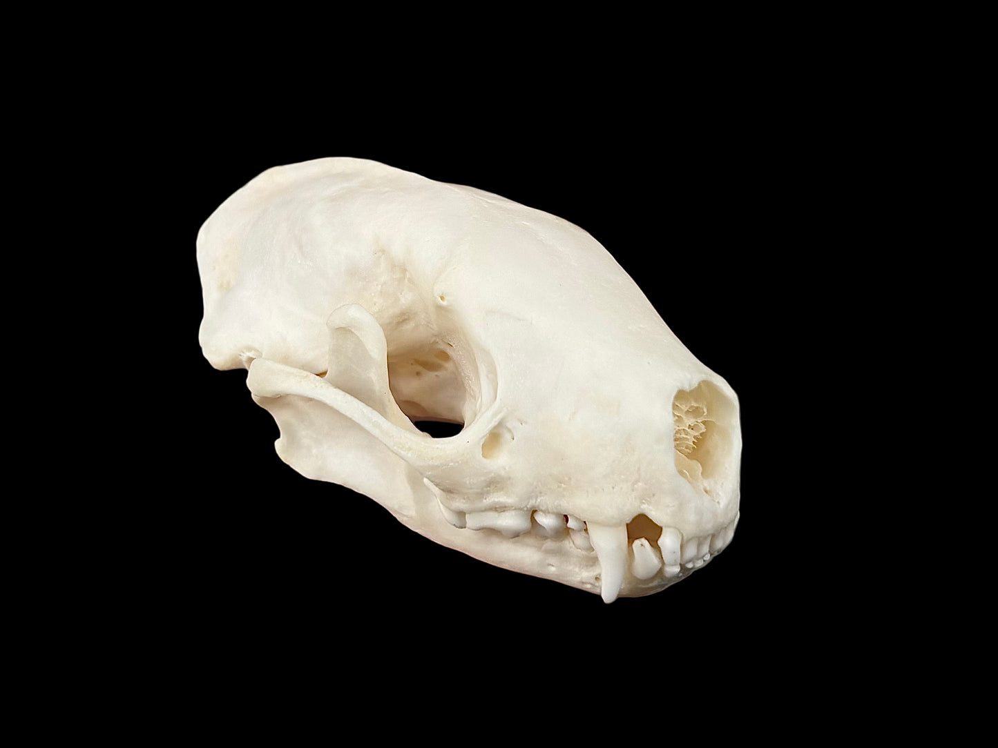 Striped Skunk Skull