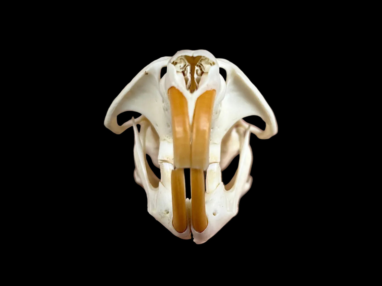 Muskrat Skull