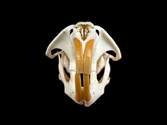 Muskrat Skull