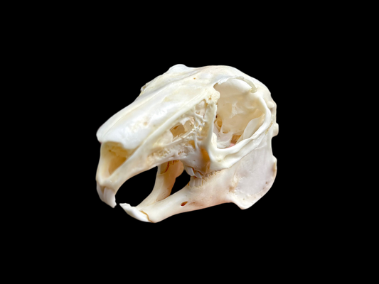 Snowshoe Hare Skull