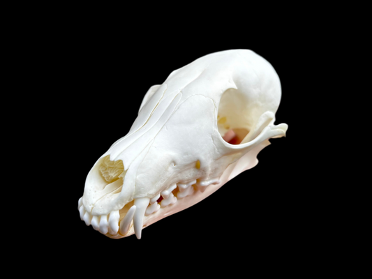 Arctic Fox Skull