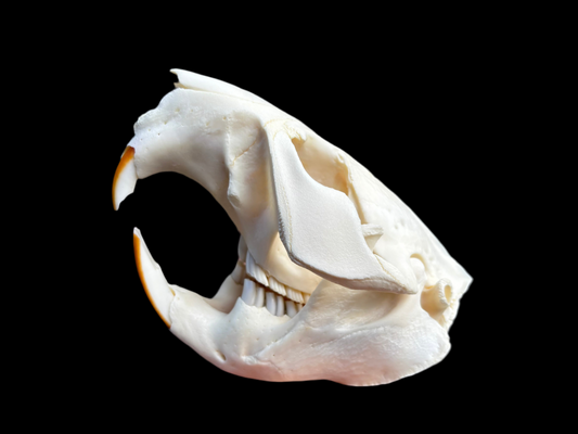 Beaver Skull
