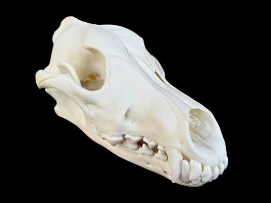 Grey Wolf Skull (B Grade)