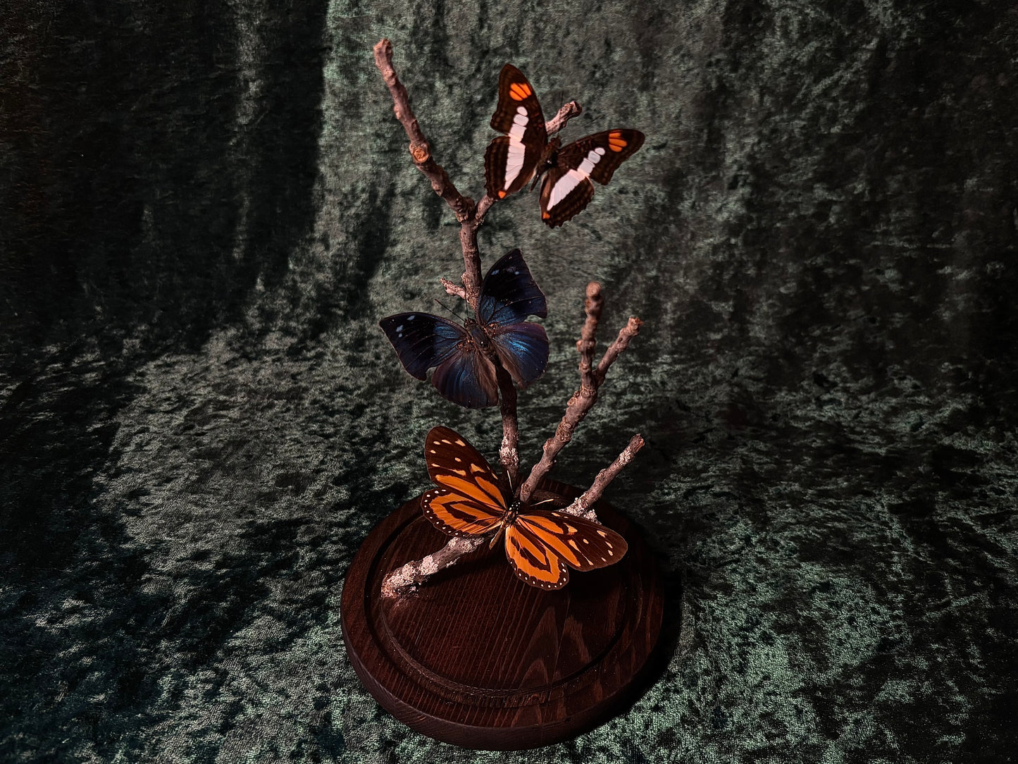 Butterfly Dome Display