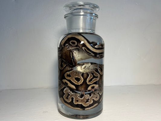 Ball Python Wet Specimen