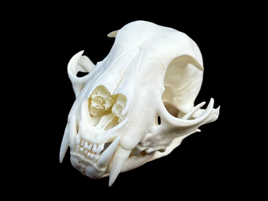 Canadian Lynx Skull