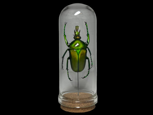 Flower Beetle