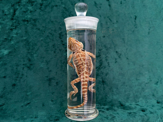 Bearded Dragon Wet Specimen