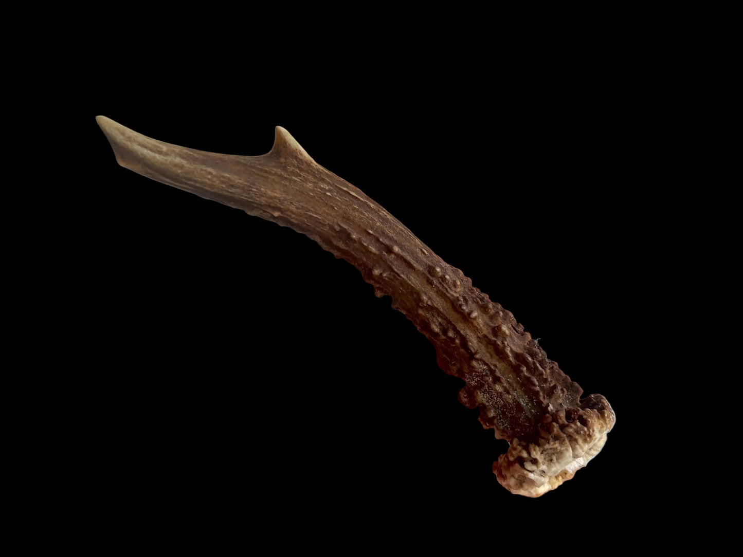 Roe Deer Antler - Small
