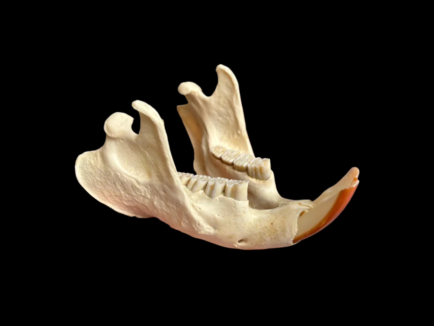 North American Beaver Jaw