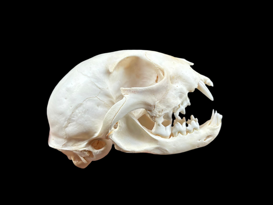 Canadian Lynx Skull - Juvenile