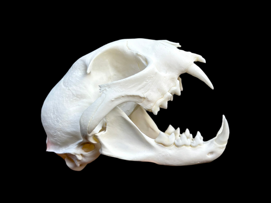 Canadian Lynx Skull