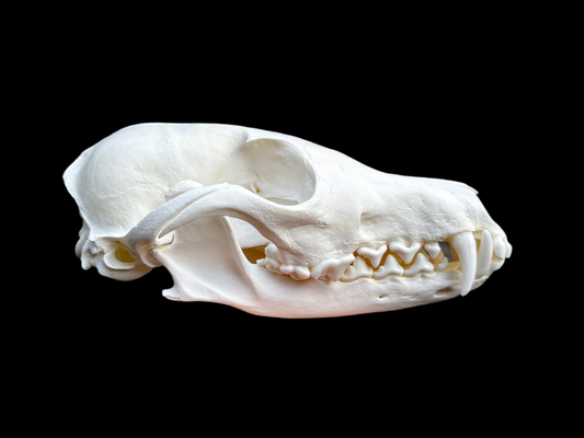 Red Fox Skull