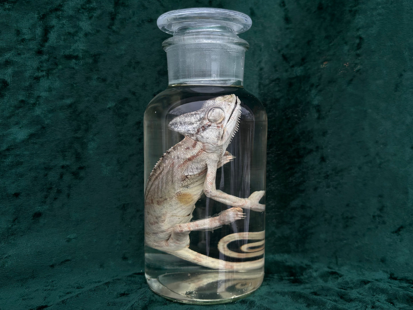 Chameleon Wet Specimen