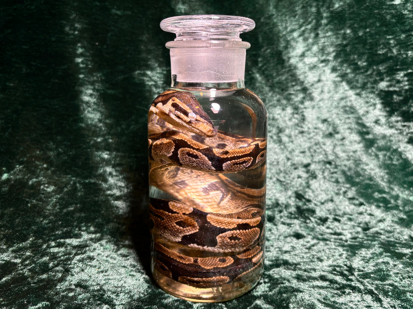 Ball Python Wet Specimen
