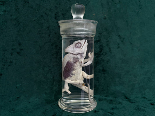 Chameleon Wet Specimen