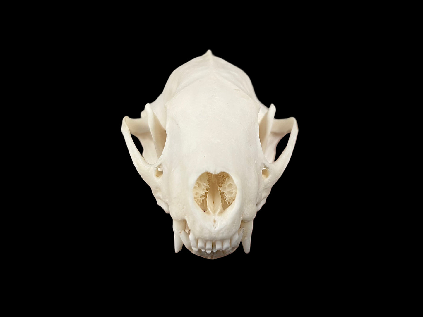Striped Skunk Skull