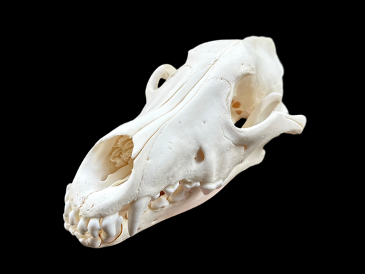 Wolf Skull
