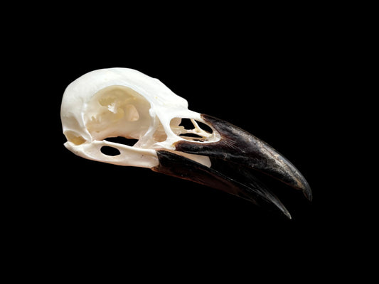 Carrion Crow Skull