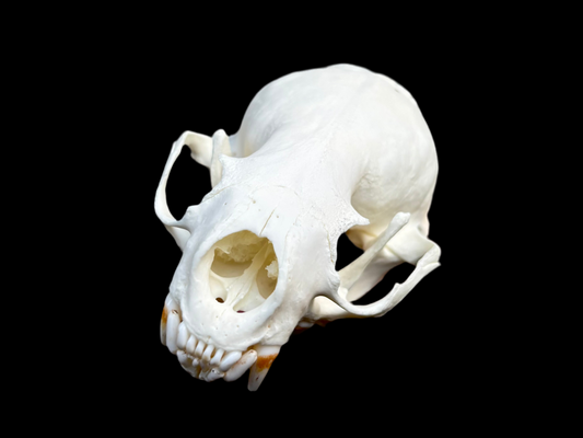 River Otter Skull