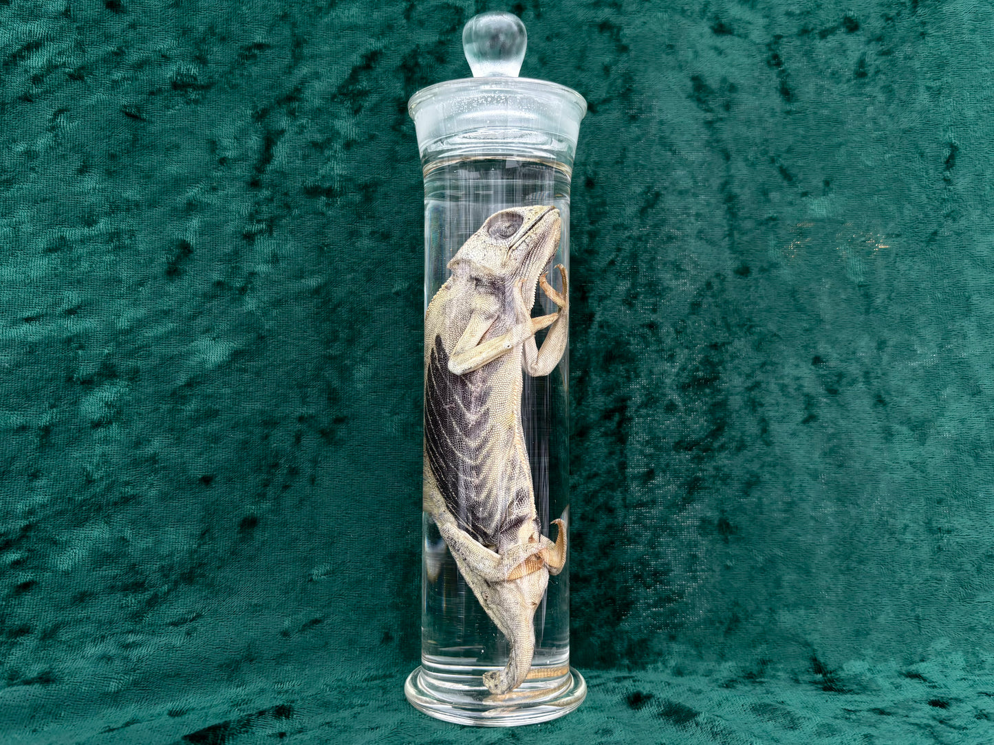Chameleon Wet Specimen