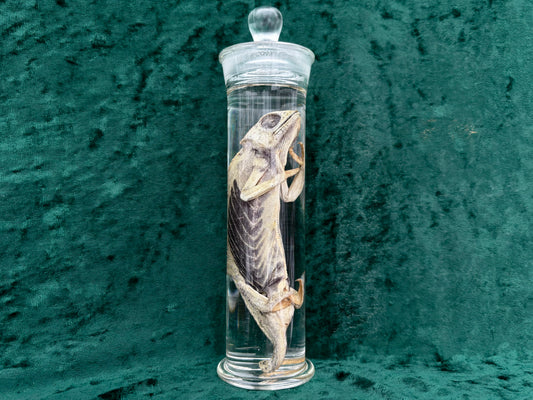 Chameleon Wet Specimen
