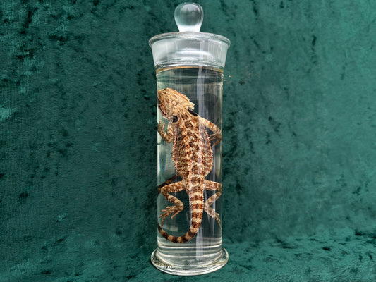 Bearded Dragon Wet Specimen