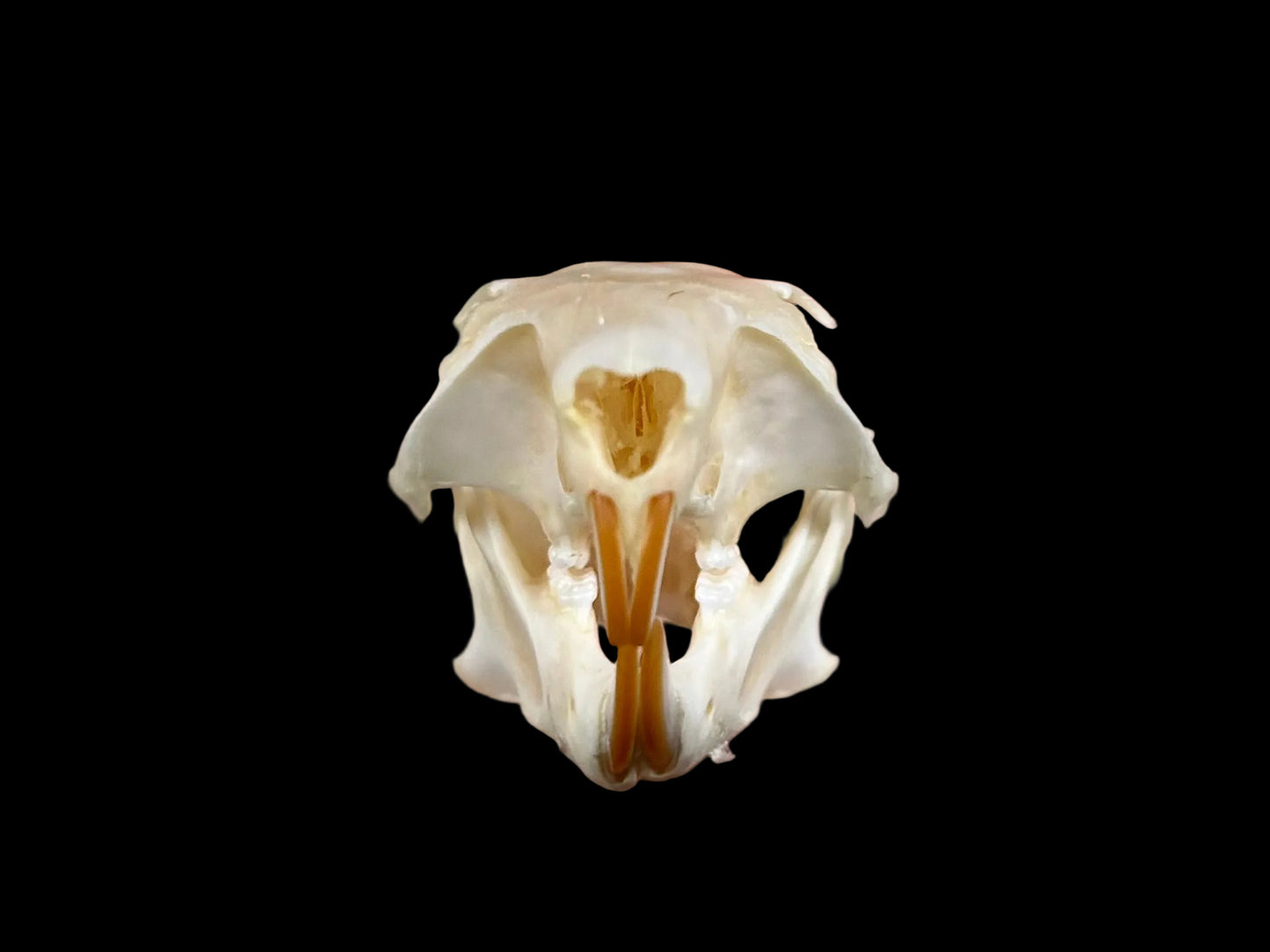 Red Squirrel Skull