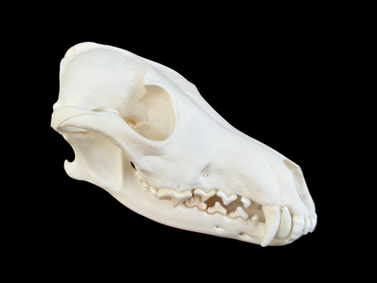 Coyote Skull